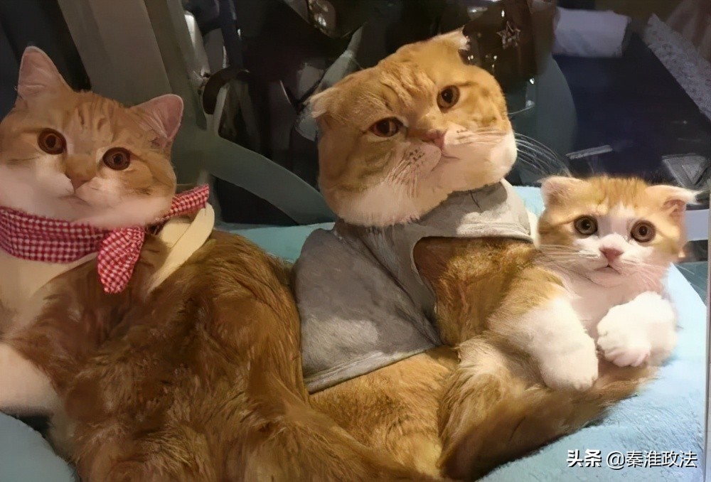 网购“喵喵”需谨慎,当心遇上网络诈骗