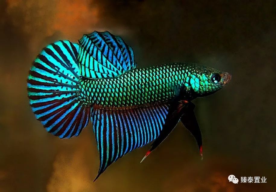 暹罗斗鱼——色与美的战舞