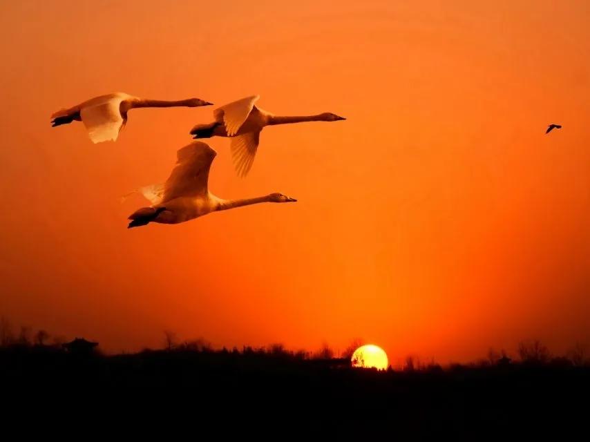 手机拍日出日落的技巧,怎么拍日出到日落过程