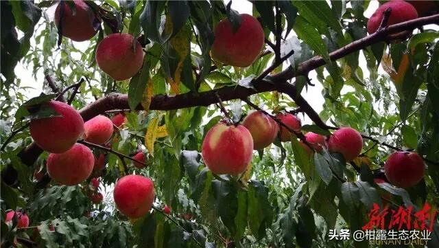 桃树新品种2023年桃子价格,突围桃子价格最新行情