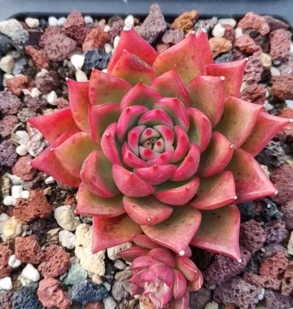 养多肉植物修身养性,多肉的习性和日常养护方法