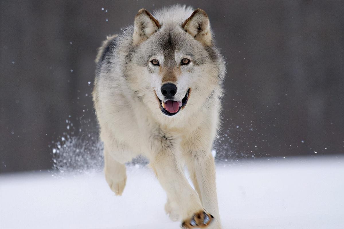 加纳利犬十大猛犬,加纳利犬真的是杀人犬吗