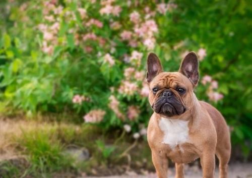 法斗价格为什么跌,法斗为什么价格越来越低