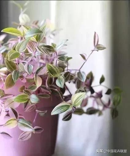 打翻了调色盘的花,打翻了调色盘的美景