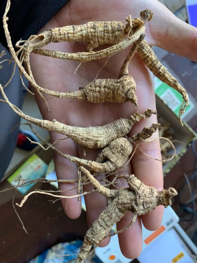 西洋参进入中国的时间,西洋参从哪里进的货