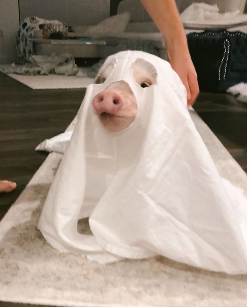 宠物猪小香猪粉红色,粉红色小香猪