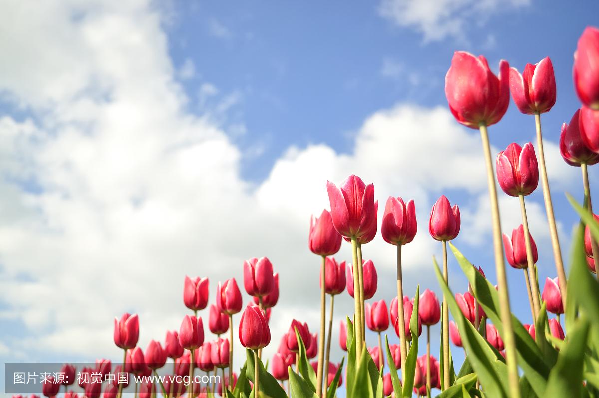 用郁金香表白语录,关于郁金香表白的浪漫句子
