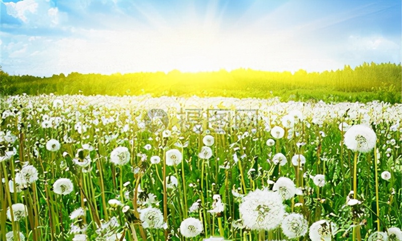 蒲公英茶对乳腺炎的功效与作用,蒲公英泡水喝可以缓解乳腺疾病么