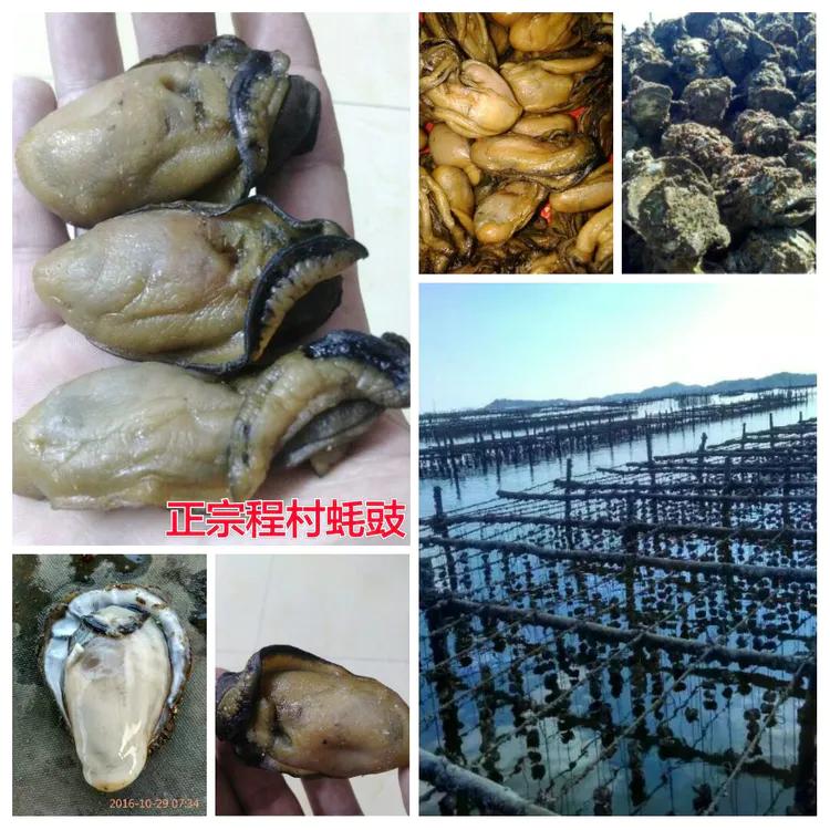 海陵岛闸坡渔港,海陵岛闸坡世界级渔港码头