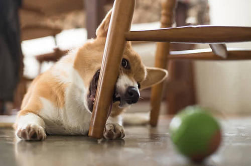 公柯基为什么总咬人,为什么柯基喜欢咬手