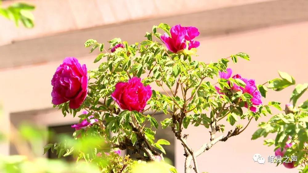 遇见马坞！——岷县马坞镇人居环境改善见闻