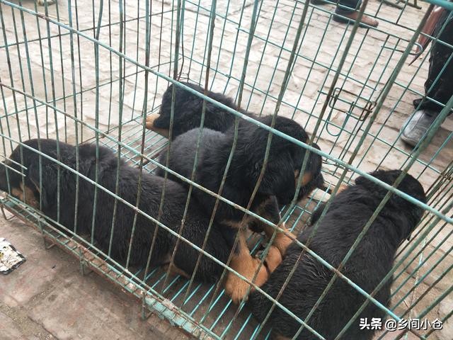 真正的狗市品种,哪里的狗市便宜品种又好种类又多