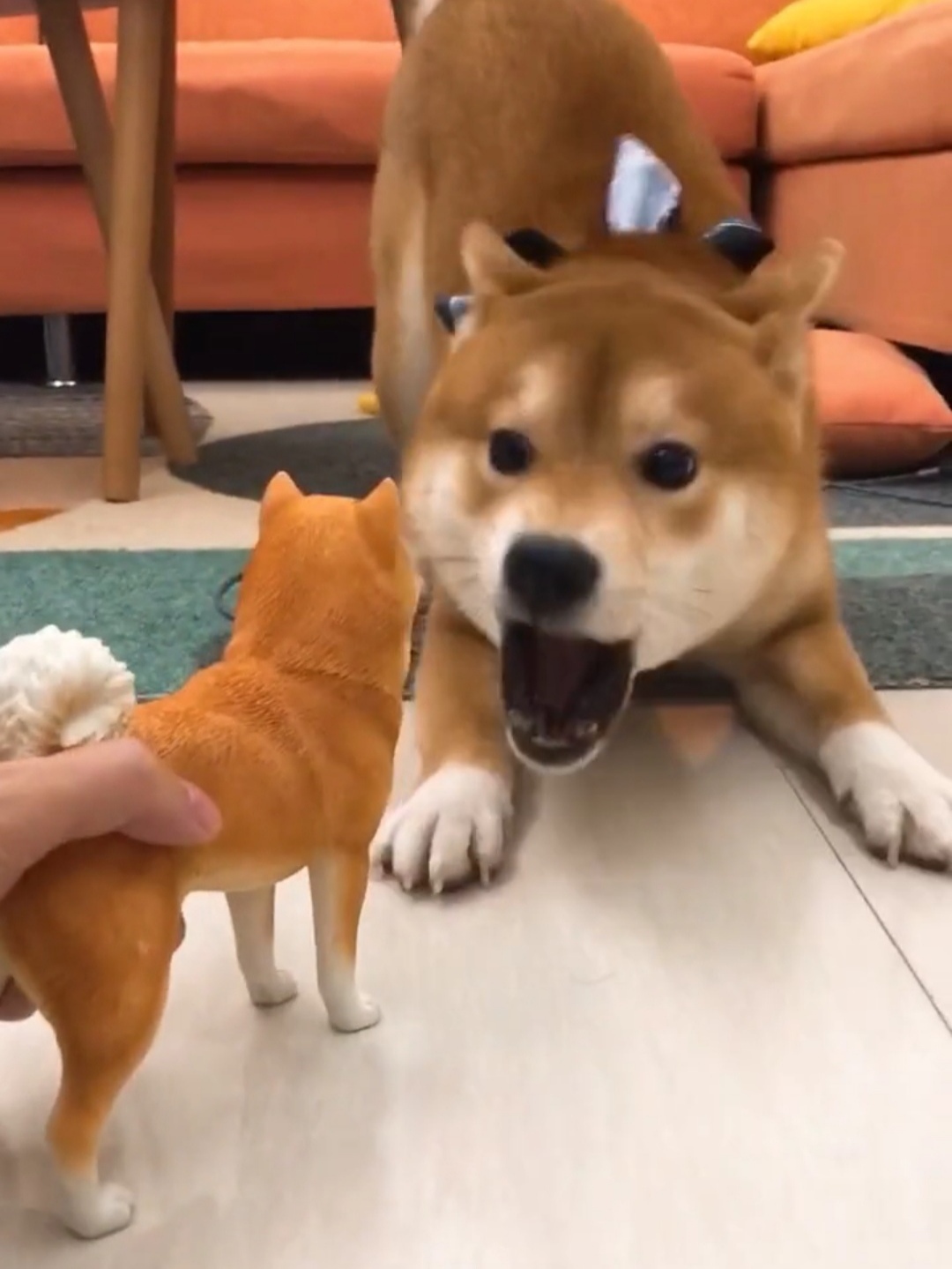 柴犬永远都是笑哈哈的样子萌死啦,柴犬的笑容治愈了多少人