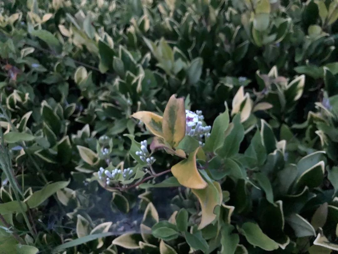 小米10至尊纪念版最新测评,小米10至尊纪念版评测小白测评