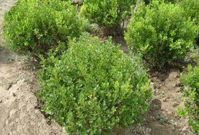 植物树球造型图片,园林灌木树球