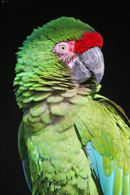 最大的野生金刚鹦鹉,世界上最有名金刚鹦鹉