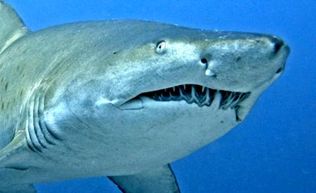 观赏鱼鲨鱼种类图片大全,鲨鱼百科知识大全幼儿