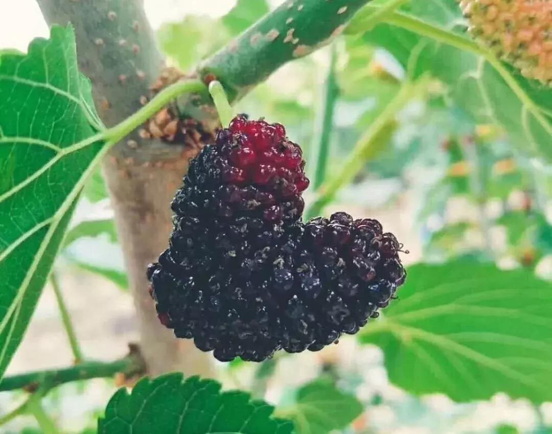 春城*月天五**,醉美桑果园2019桑果园和您有个约会