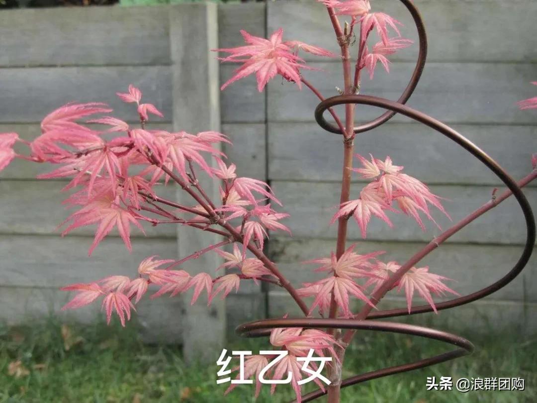 中式庭院藤类植物,枫树和紫藤
