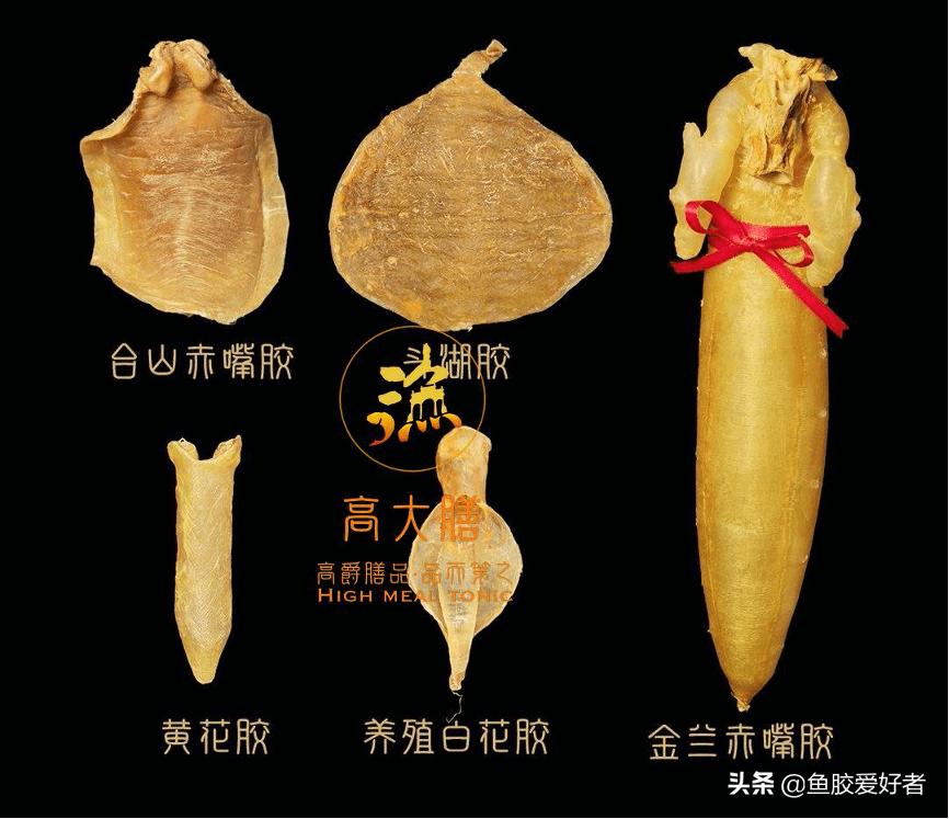 新手入门鱼胶,新手入手鱼胶哪种好