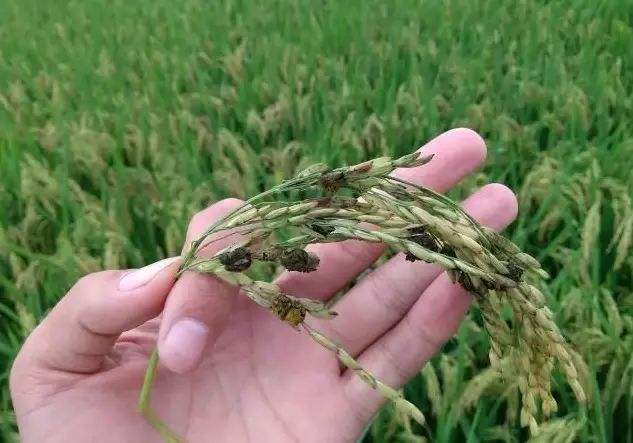 水稻抽穗上来有白穗是什么原因,小麦抽穗后出现白穗是怎么回事