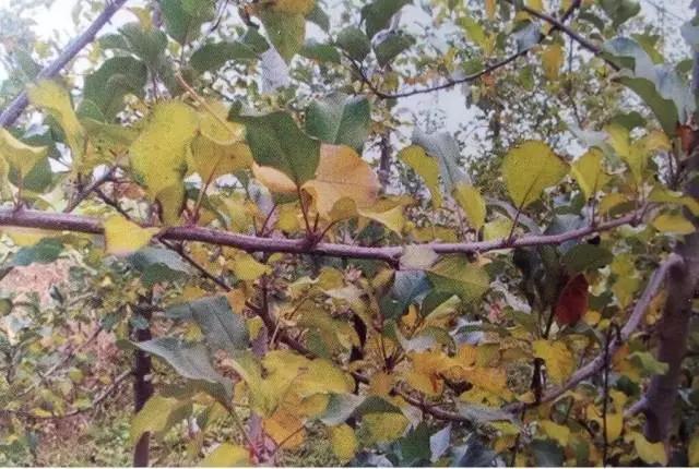 作物缺素原因及症状对照表收藏版,作物营养缺素诊断与科学施肥