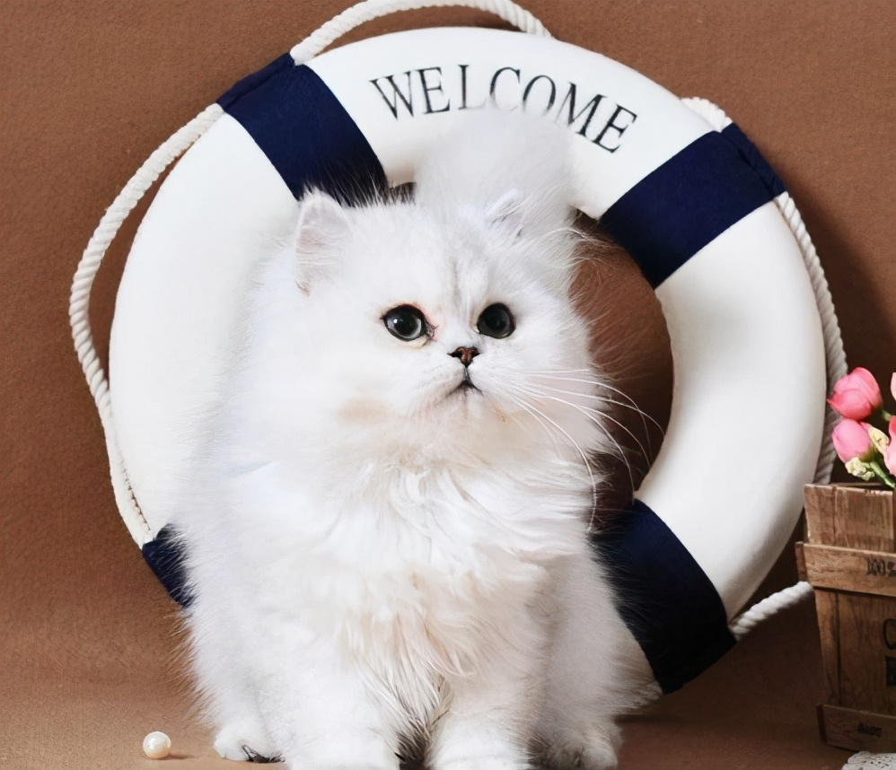 金吉拉猫拉肚子吐毛球,金吉拉拉稀什么病