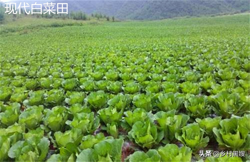 白菜的来历起源,最早的白菜长什么样