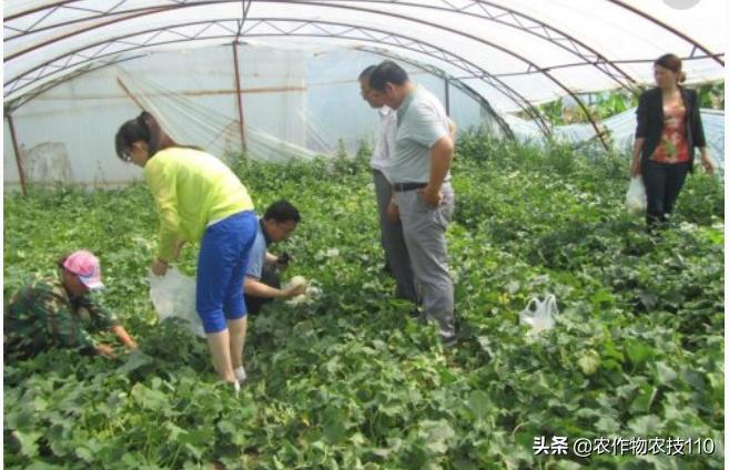 甜瓜品种更香更甜更高产易栽培,冬季大棚甜瓜高产栽培技术