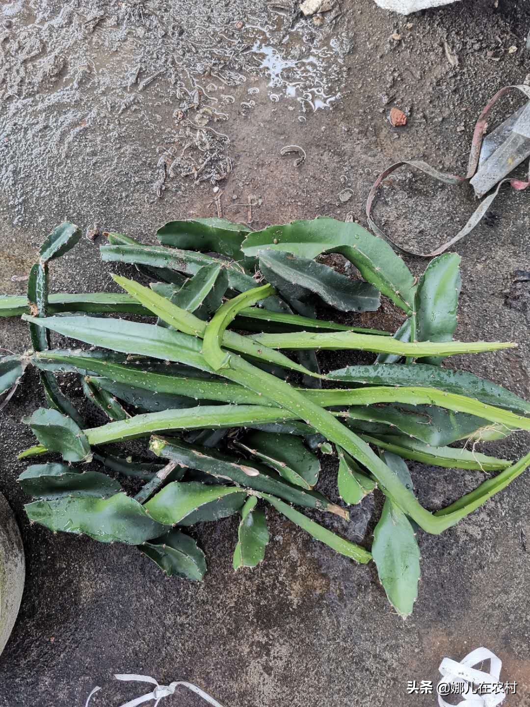 喜欢在阳台种菜种花,喜欢在阳台打理花草