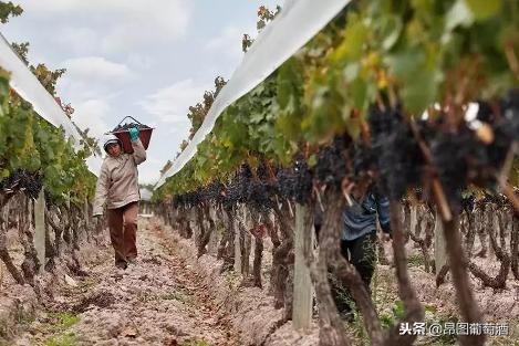 老藤葡萄酒的缺点有哪些,老藤葡萄酒是一款什么酒