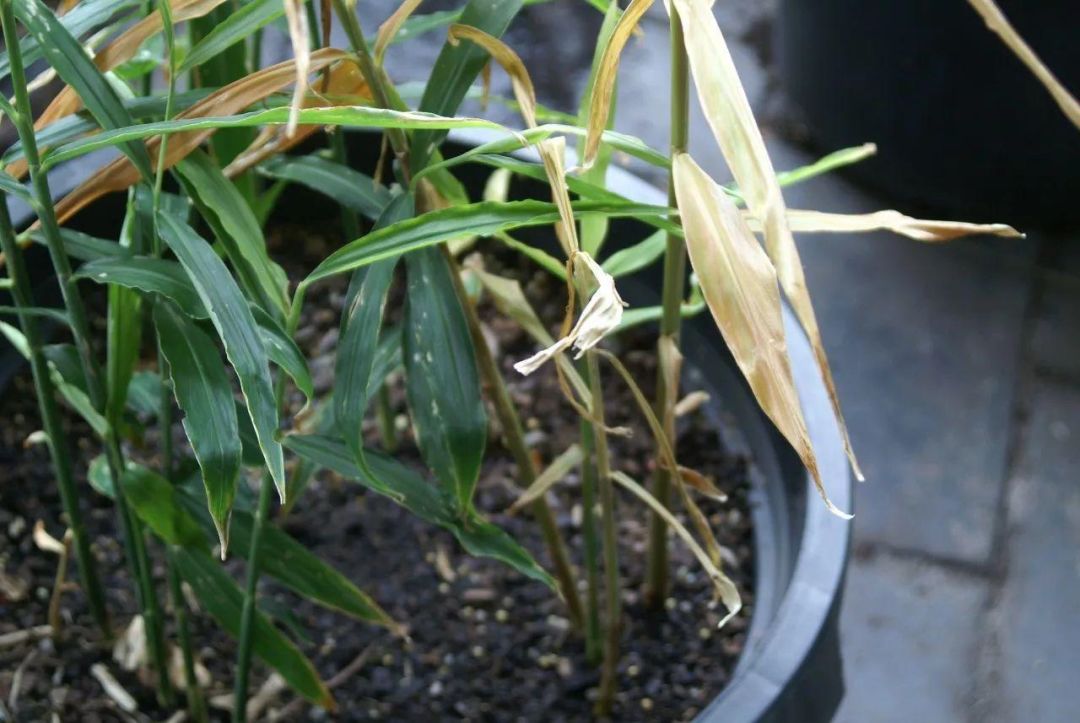 冬天能种生姜盆栽吗,盆栽生姜可以过冬明年继续种吗