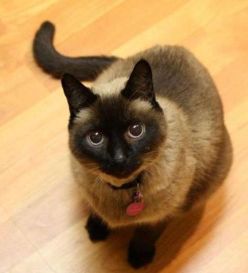 饲养猫咪最错的误区很多人还在犯,饲养猫咪的7大误区你有中招吗