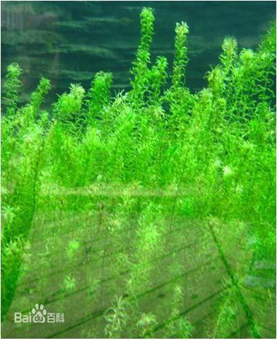 水草常见问题,常见鱼缸水草