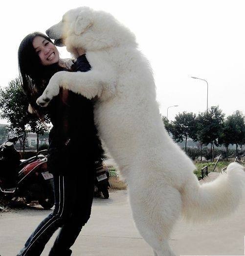 最温顺的獒犬,比藏獒还要凶猛的10种大型獒犬