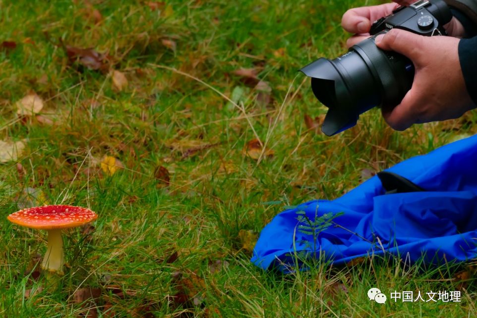 摄影彩色蘑菇,摄影师拍摄迷你蘑菇