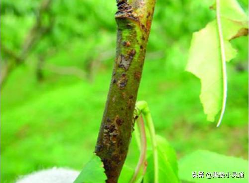 萘乙酸预防桃细菌性穿孔病的原理,桃穿孔病最佳防治时间