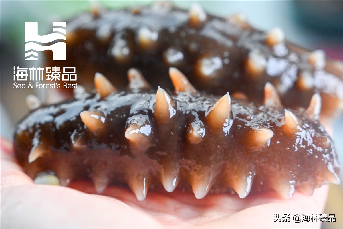 野生海参探店,野生海参采捕视频大全