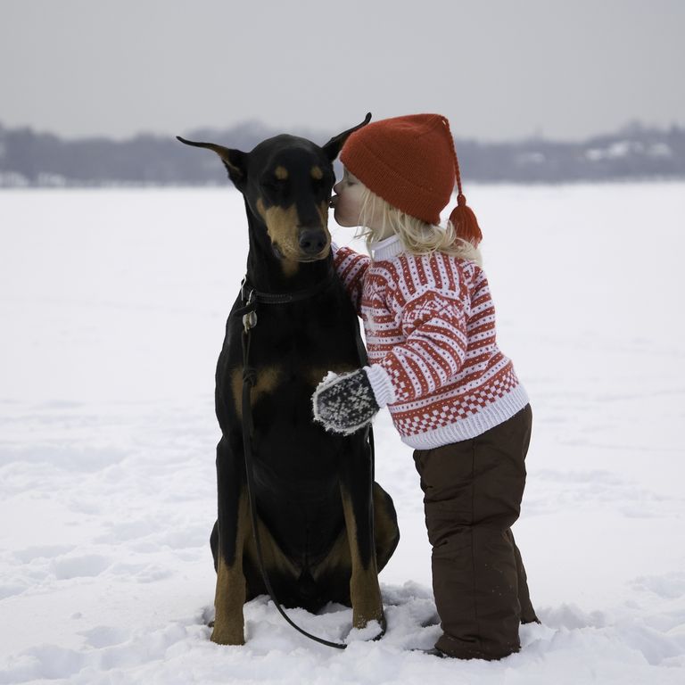 最忠诚的犬种排名拉布拉多,最忠诚的4种狗中华犬种2种上榜