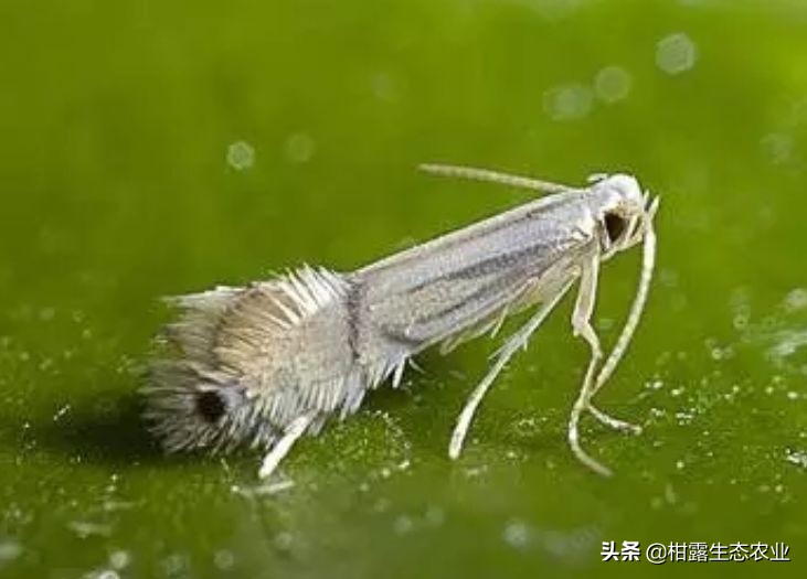 实用技术！柑橘潜叶蛾绿色生态防治方案