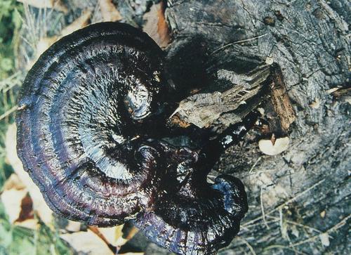 真菌是一类什么样的生物呢？真菌究竟是植物还是动物呢？