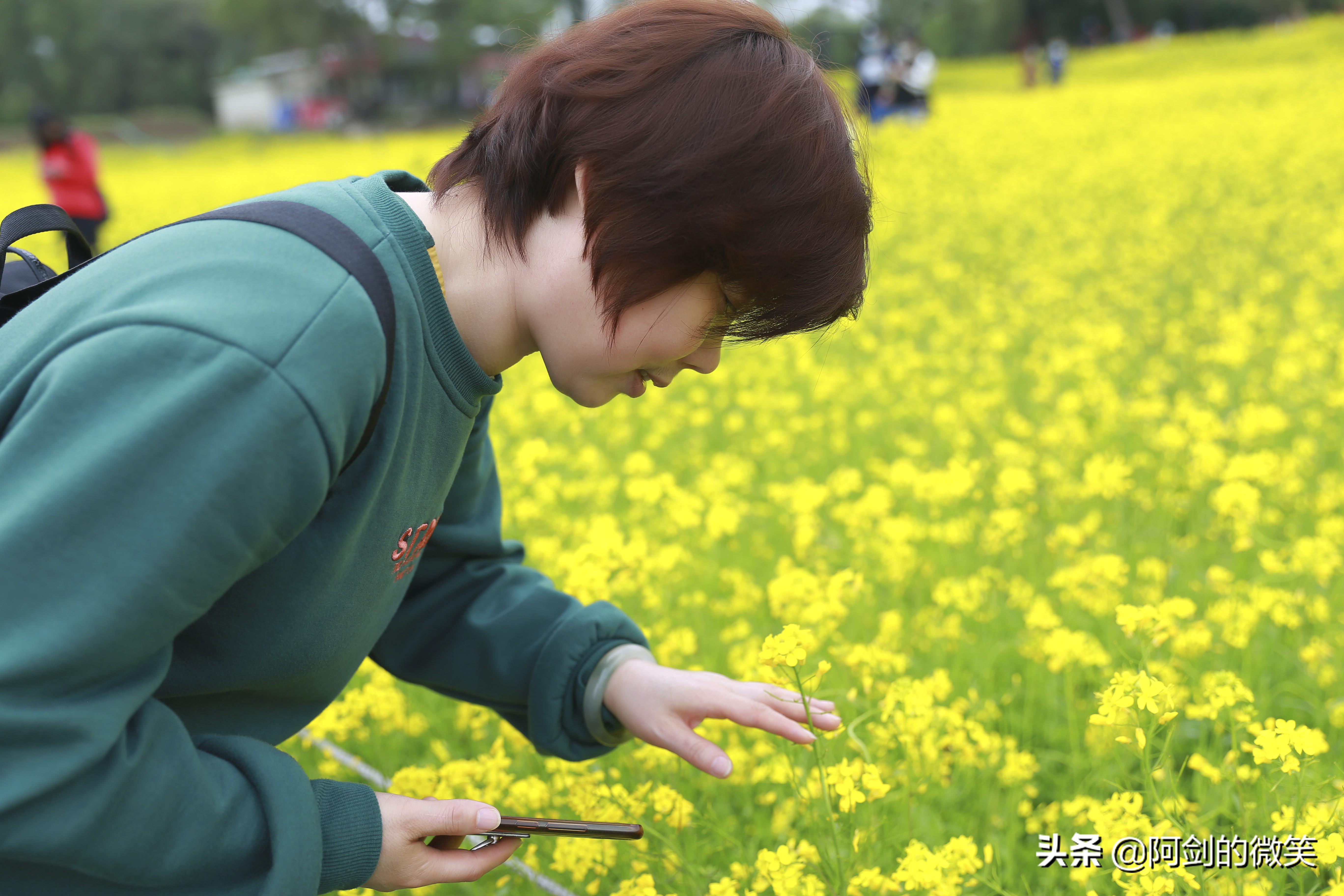 沈阳十一假期哪里有花海,沈阳玫瑰小镇温泉花海两日游