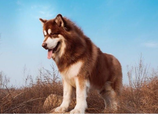 区分阿拉斯加和哈士奇，你只有掌握这些要点，并不难