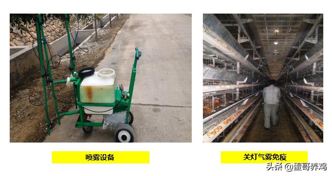 养鸡防疫流程,养鸡防疫最新方法