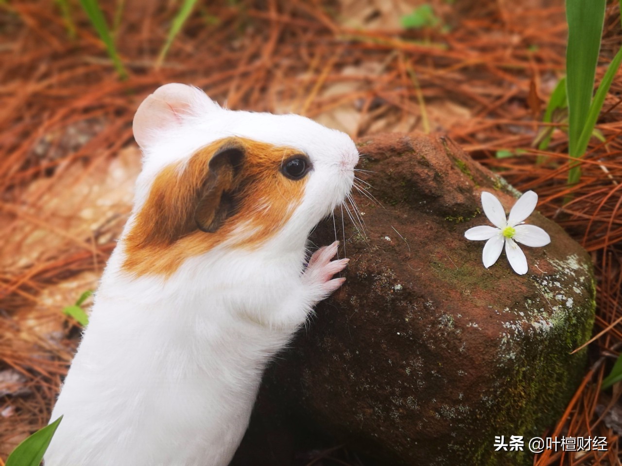 叶檀说股市降息,叶檀谈降息视频