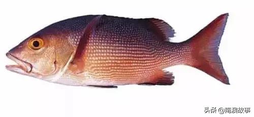 潮汕热销海鲜品种,潮汕常见的海鲜大全