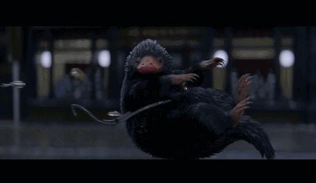 倪妮同款小猫咪,倪妮李宇春奇妙的动物