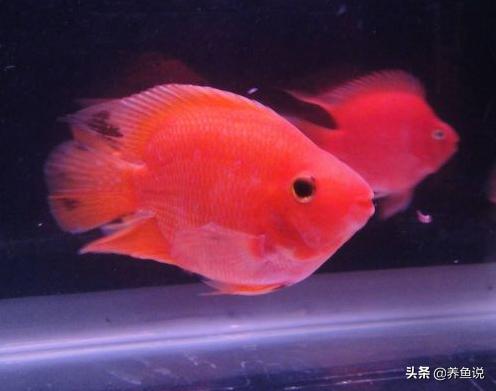 观赏鱼得了白点病怎么治,观赏鱼白点病怎么治最快