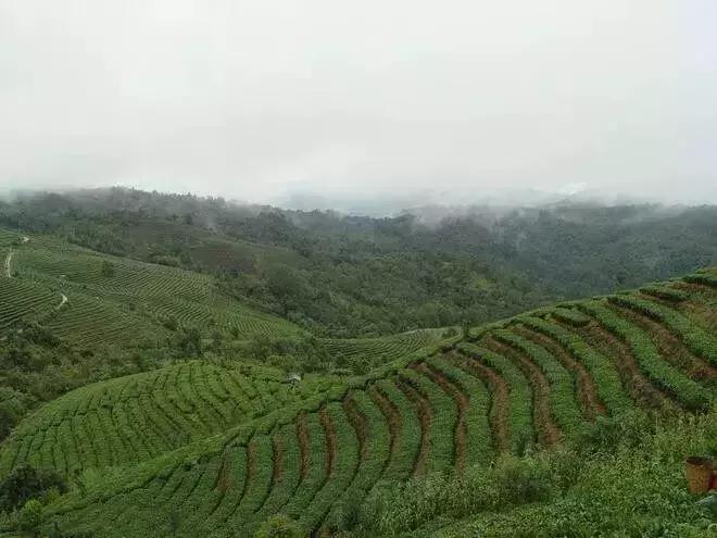 鍏ぇ鑼跺北绉戞櫘,浜戝崡鍏ぇ鑼跺北浠嬬粛