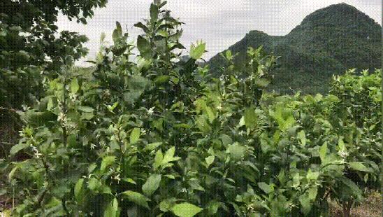 二十四节气古诗春分,二十四节气的春分